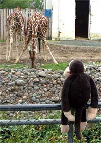 Giraffes talking with mouths full.