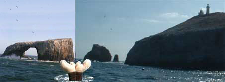Monkey re-enacts Island Packers' logo.