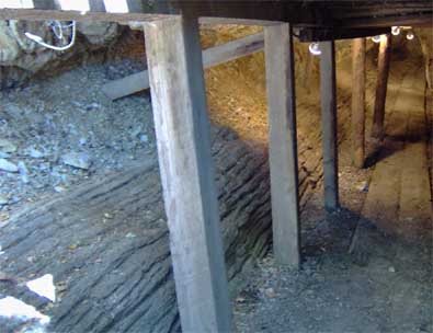 The Tunnel portion of the tree