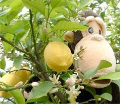 Sitting among the lemons, flowers, and thorns--OUCH!