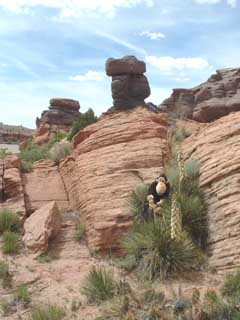 Sandstone, caprocks, cactus, yucca.