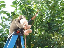 atop the ladder pruning, not much