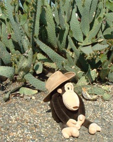 Cactus & Akubra