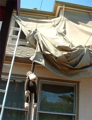 Monkey's worried about the shade cloth.