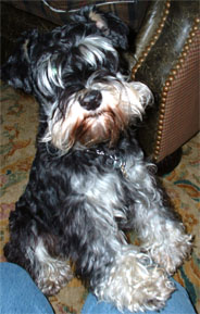 Nike the world's mightiest Miniature Schnauzer.