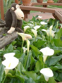 Tip-toe thru the Calla Lilies.