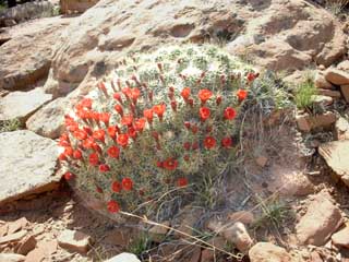 Cactus with brilliant red flowers.