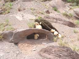 Monkey explores a micro-arch.